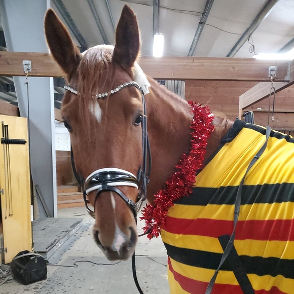 dressageladyj